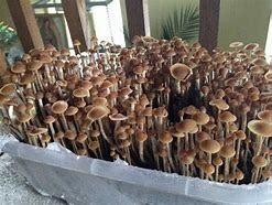 amazonian mushrooms spores