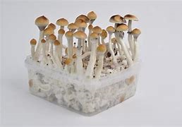 psychedelic mushrooms uk