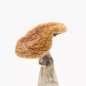 Golden Teacher mushroom