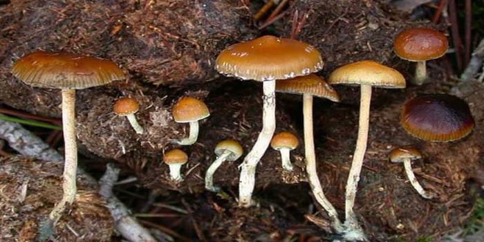 Psilocybe fimetaria