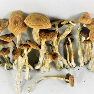 Alacabenzi Mushroom