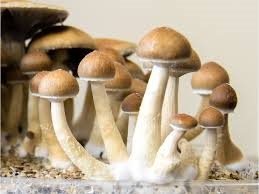buy magic mushroom online in uk