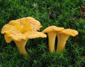 buy chanterelle mushrooms uk