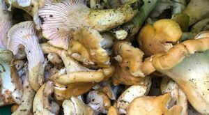 chanterelle mushrooms for sale uk