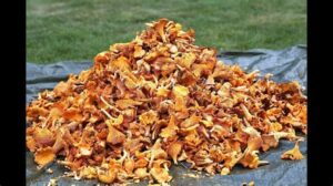 chanterelle mushrooms uk buy