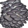 how long do shrooms last can you freeze mushrooms