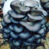 magic mushroom map how long do shrooms take to kick in