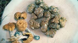 Discover the secrets behind drying magic mushrooms and magic truffle.