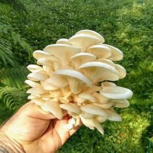 can you freeze mushrooms buy psilocybin mushrooms uk