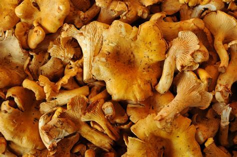 edible mushrooms uk