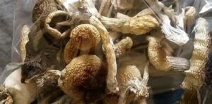 mushroom spores uk