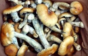 magic mushshrooms legal