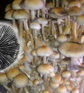 magic mushroom spores uk