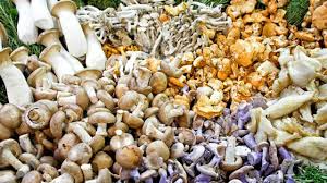 mushrooms edibles uk