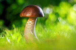 mushroom, autumn, growth-3587888.jpg