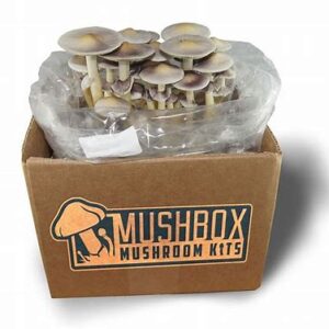 magic mushroom chocolates psilocybin mushrooms kit