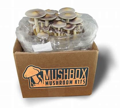 magic mushroom chocolates psilocybin mushrooms kit