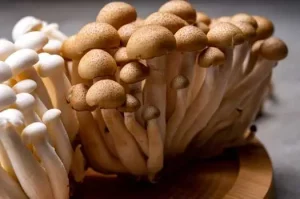 beech mushrooms
