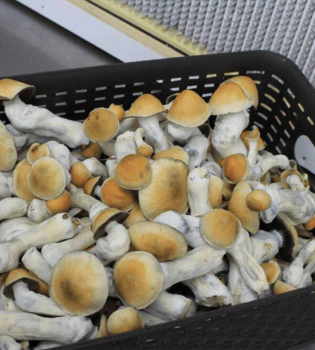 can you smoke mushrooms